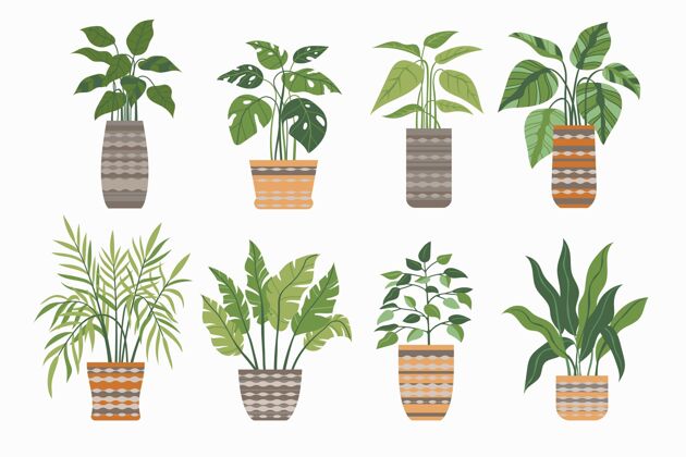 公寓植物有机平面室内植物系列自然盆栽植物包装