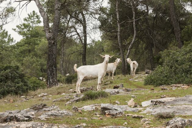 旅行大自然中野生山羊的全景野生动物探索自然