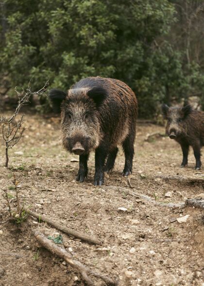 探险大自然中的野猪旅行野生动物全景