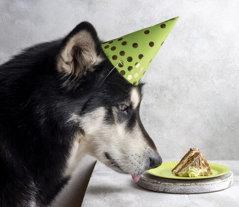 庆祝可爱的狗和蛋糕块装饰品水平分类