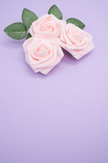 情人节粉红色玫瑰的垂直特写镜头 在紫色背景上与复制空间隔离叶粉红垂直