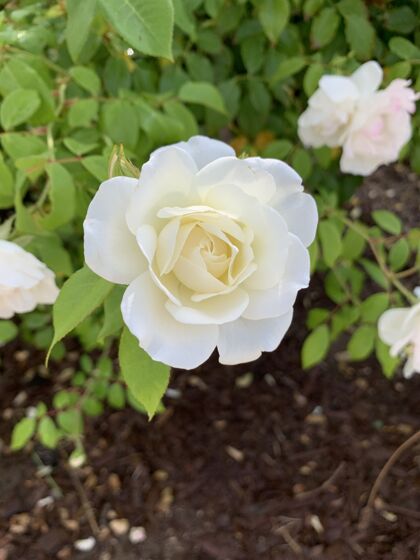 玫瑰垂直浅焦特写镜头的白玫瑰花在公园里景观垂直开花