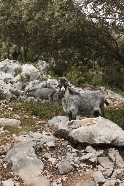 旅行大自然中野生山羊的全景野生动物山羊全景