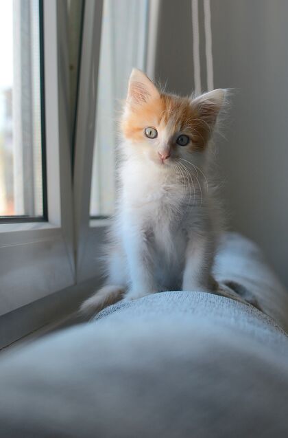 垂直一只可爱的白色和橙色的家养小猫坐在窗边的垂直镜头胡须猫自然