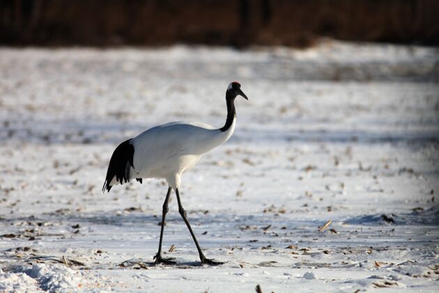 鸟在日本北海道 黑颈鹤站在阳光下被雪覆盖的地面上动物鸟类野生动物