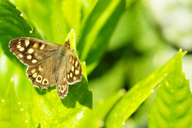 野生动物一只美丽的蝴蝶坐在绿叶上的特写镜头单一翅膀苍蝇