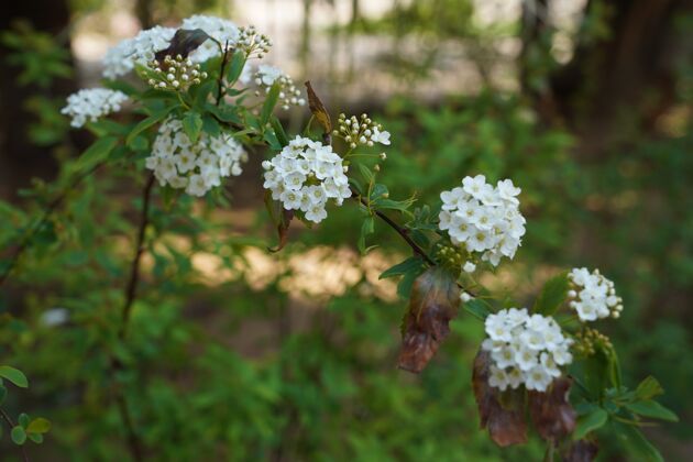 季节特写选择性聚焦拍摄的白色花朵与绿色的背景树农村开花