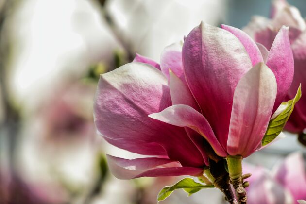 生长粉红色的木兰花在模糊背景的树上的柔和焦点自然植物学花