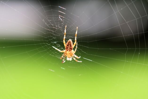 蜘蛛特写选择性聚焦拍摄的蜘蛛在网络上的绿色背景自然花园叶