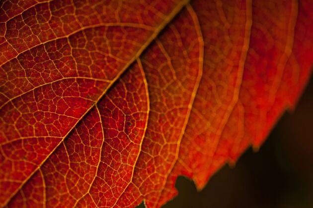 树叶在黑色背景的灯光下 一片红叶的微距照片叶有机灯光