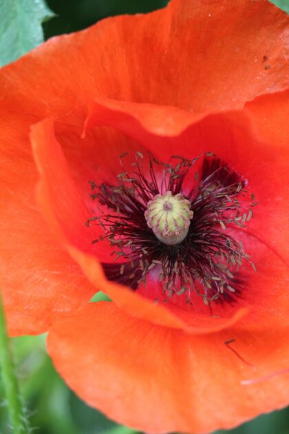 花花园里红色罂粟花的特写镜头花园阳光开花