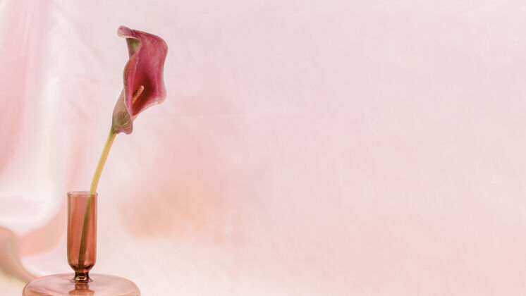 花瓶粉色背景上的花瓶里有粉色的百合花开花花卉开花