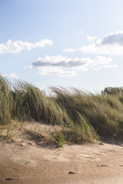 草地海滩上的草风自然海滩