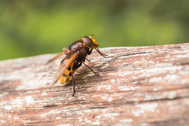 昆虫大黄蜂模拟气垫蝇 带状卷尾草 一个贝茨西亚模拟山谷休息眼睛