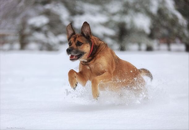 雪狗在雪地里跳狗冬天动物