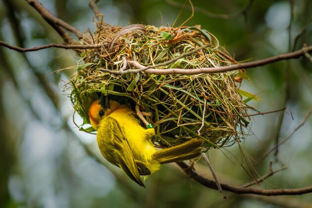 鸟类一只黄色小鸟在鸟巢上的特写镜头季节鸡蛋