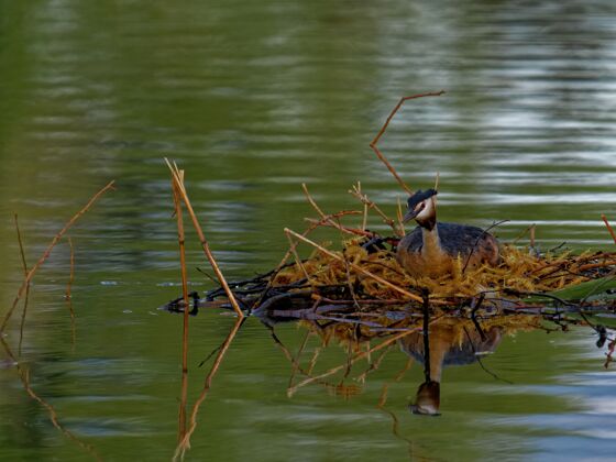 翅膀白天在湖里的大凤头雀涉水英格兰鸟