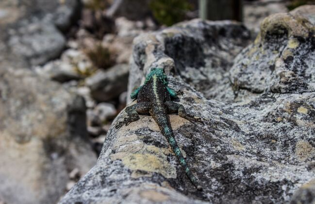 生物学一只黑绿蜥蜴在岩石上的水平镜头爬行动物动物群热带