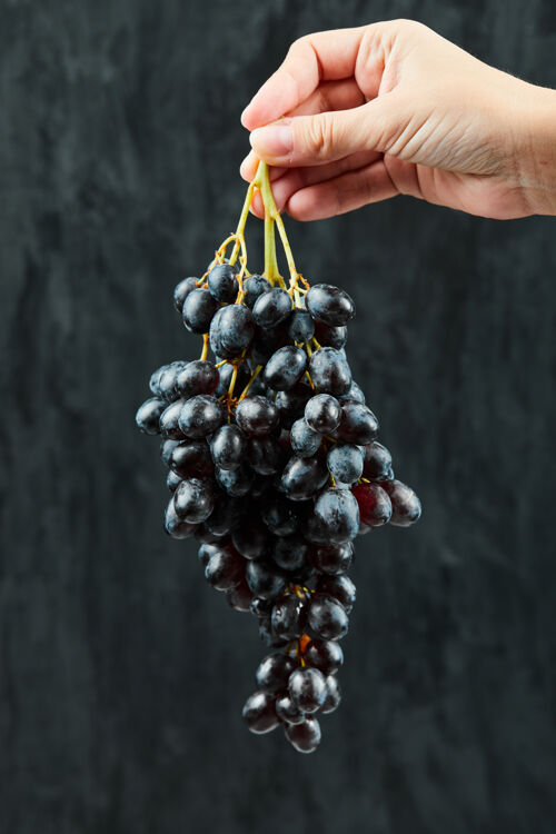 季节拿着一束黑葡萄在深色的背景上高质量的照片持有手葡萄