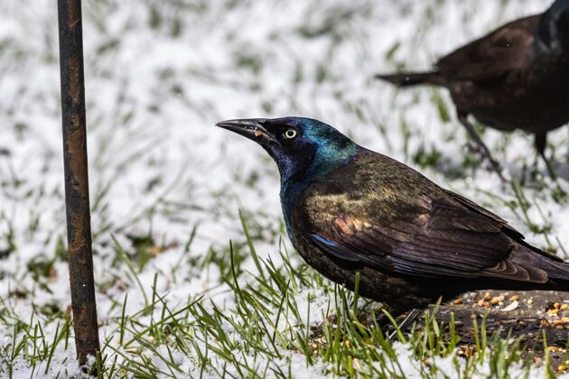 蓝色选择性聚焦拍摄了雪天草地上的两只乌鸦夜乌鸦绿