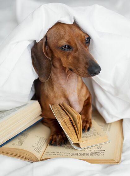 垂直可爱的狗躺在床上看书分类文学信息