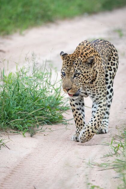 风景一只美丽的非洲豹在路上行走的垂直特写镜头草猫雄性
