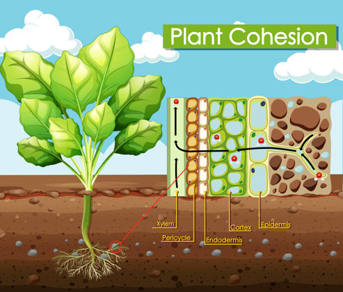 教育植物凝聚力示意图交通工具卡通科学