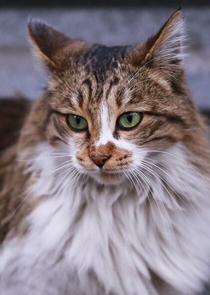 街头猫绿眼睛的猫可爱的猫大自然猫