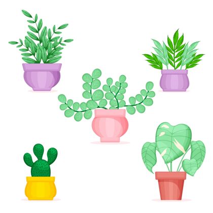 植物有机平面室内植物系列有机平面盆栽绿化