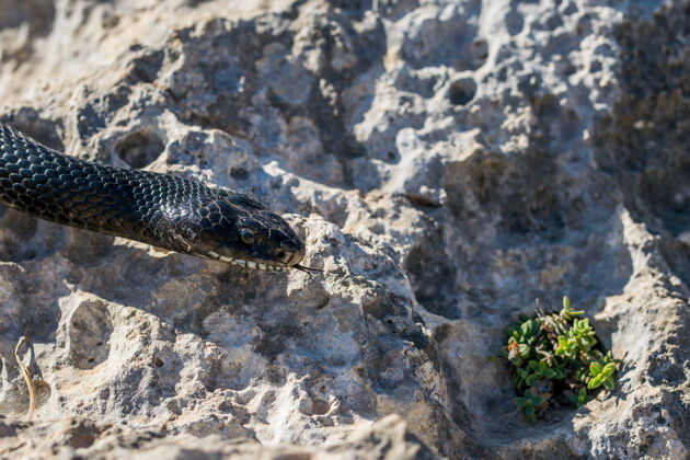 宏马耳他一条成年黑色西部鞭蛇的头部特写镜头成人马耳他捕食者