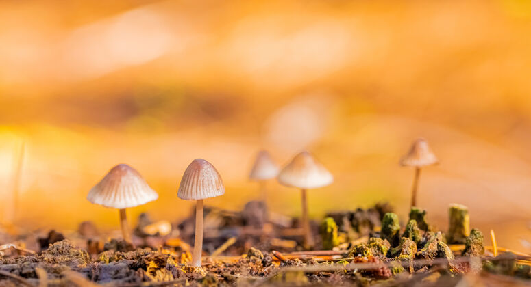 乡村特写镜头的菌丝蘑菇在松林种植园在东海森林开普敦食物叶子特写