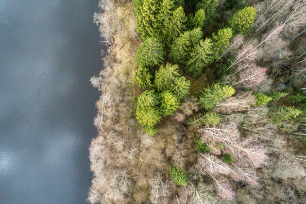 田野鸟瞰美丽的森林旁边的湖泊-壁纸的伟大湖泊景观树
