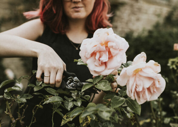 美丽女园丁用园子剪刀剪粉红玫瑰切割花白种人