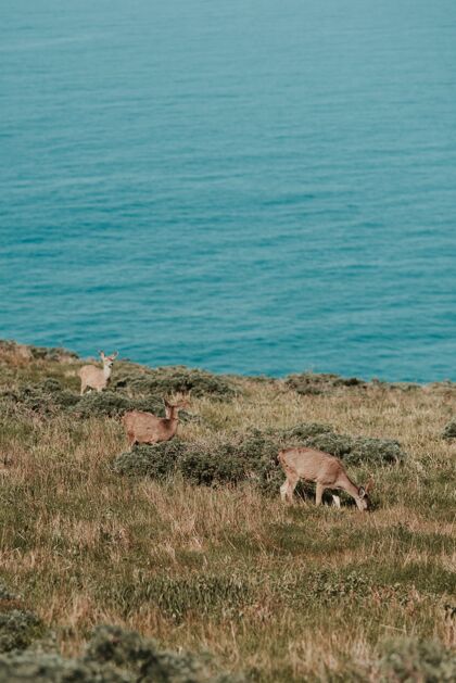 景观垂直拍摄的鹿吃草对身体的蓝色海洋公园动物白天