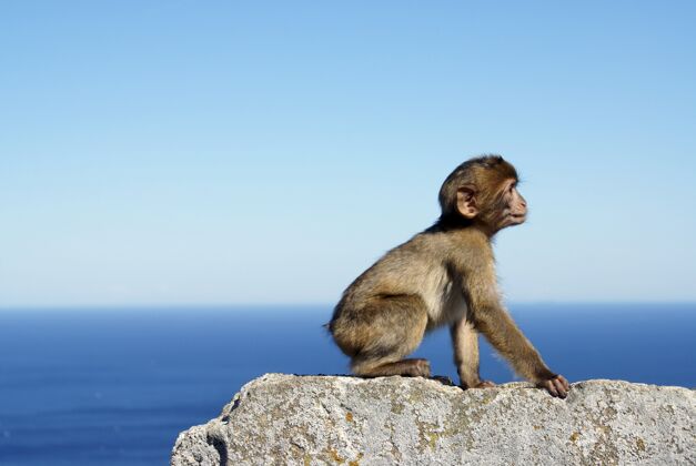 旧坐在直布罗陀海边石墙上的灰猴子猴子动物欧罗巴