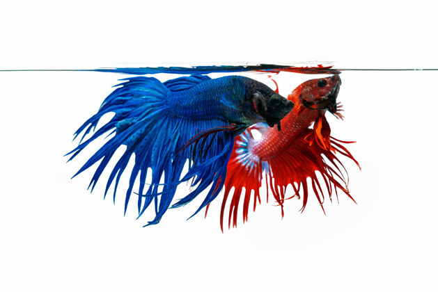 尾巴蓝色和红色的贝塔鱼 白色背景上孤立的斗鱼贝塔泰国热带