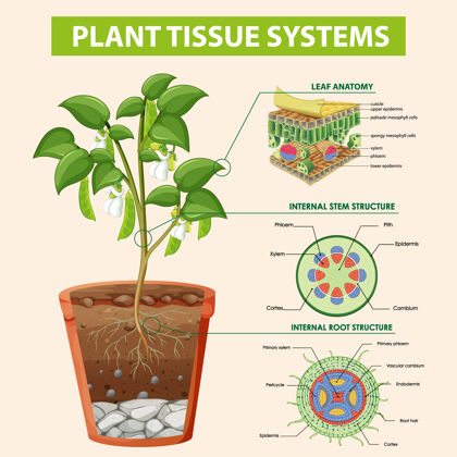 过程植物组织系统示意图根系统科学