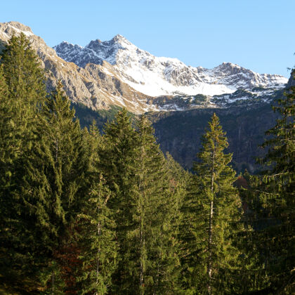 垂直垂直拍摄的松树山峰与雪山的阿尔卑斯山天空雪针