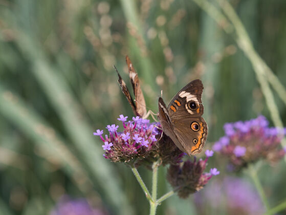动物群小花上有斑点的木蝴蝶的选择性聚焦镜头自然苍蝇生态