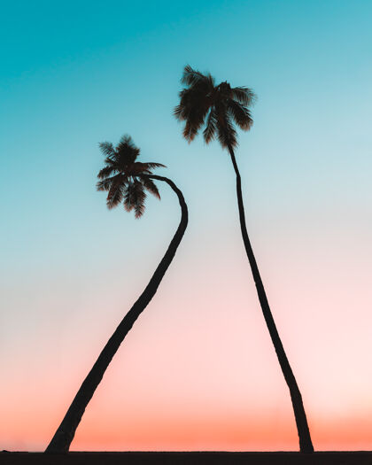 蓝色棕榈树在蓝天上的垂直镜头自然树热带