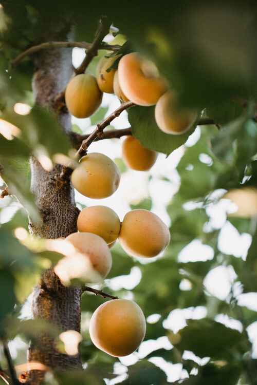 农产品白天树上有杏子食物杏子水果