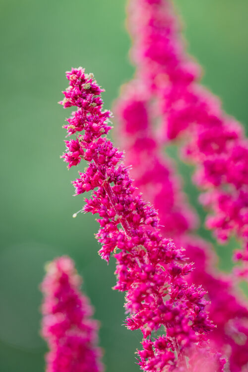 自然微距镜头中的粉红色花朵特写花瓣花