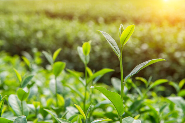花园绿茶芽和叶子绿茶种植园和阳光明媚的早晨农业农场波基