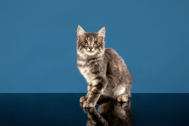 可爱小猫或小猫坐在一只蓝猫前面品种爪子切割