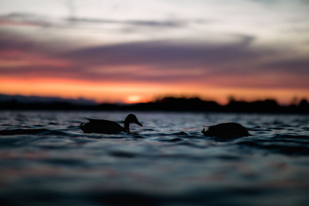 动物两只鸭子漂浮在水中的剪影海洋黎明日落