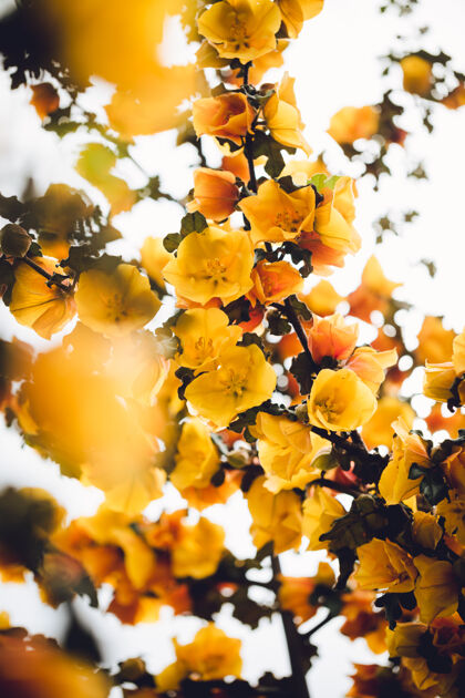 花瓣黄色花瓣的低角度摄影阳光花花