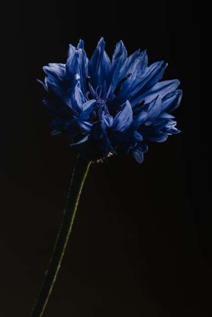 花园微距镜头中的蓝色花朵花花瓣花
