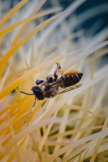 蜜蜂棕色和黑色的蜜蜂动物昆虫蜜蜂