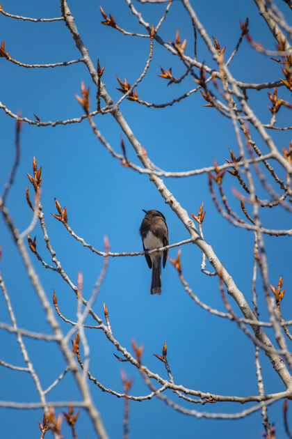 鸟白天棕色树枝上的棕色小鸟黑鸟动物雀