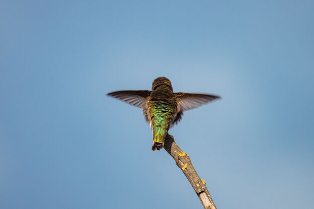 鸟绿色和棕色的蜂鸟在飞翔动物树枝坐着